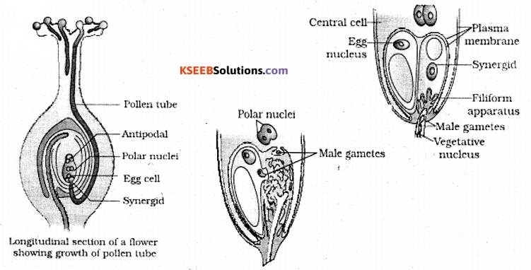 2nd PUC Biology Question Bank Chapter 2 Sexual Reproduction in Flowering Plants 5