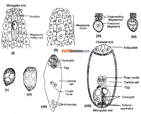 2nd PUC Biology Previous Year Question Paper March 2019 2
