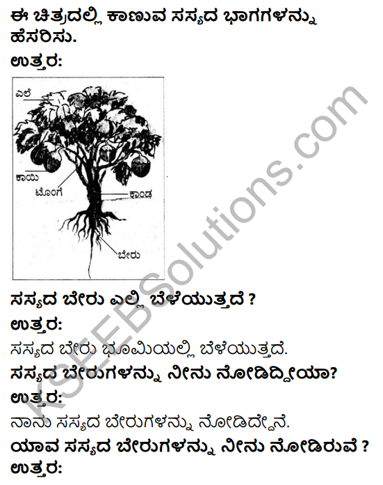 KSEEB Solutions for Class 4 EVS Chapter 4 Roots - Support of The Plant in Kannada 1