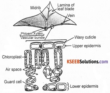 KSEEB Class 10 Science Important Questions Chapter 6 Life Processes 2