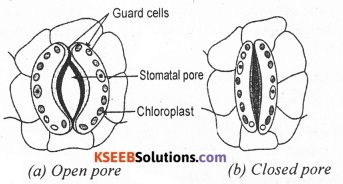 KSEEB Class 10 Science Important Questions Chapter 6 Life Processes 3