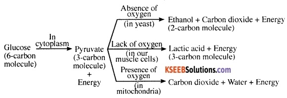 KSEEB Class 10 Science Important Questions Chapter 6 Life Processes 7