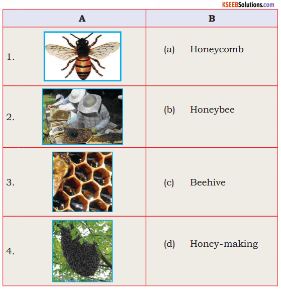 KSEEB Solutions for Class 6 English Prose Chapter 3 How do Bees Make Honey 1