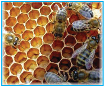 KSEEB Solutions for Class 6 English Prose Chapter 3 How do Bees Make Honey 9
