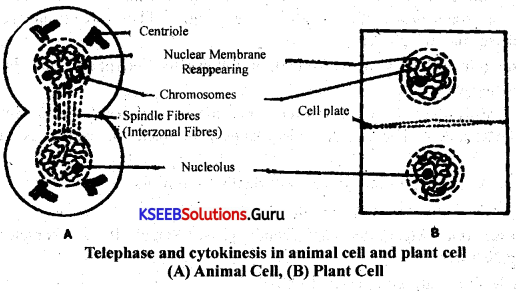 1st PUC Biology Question Bank Chapter 10 Cell Cycle and Cell Division.2