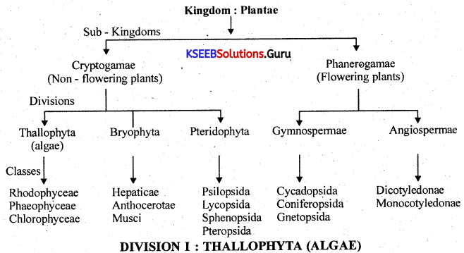 1st PUC Biology Question Bank Chapter 3 Plant Kingdom .1