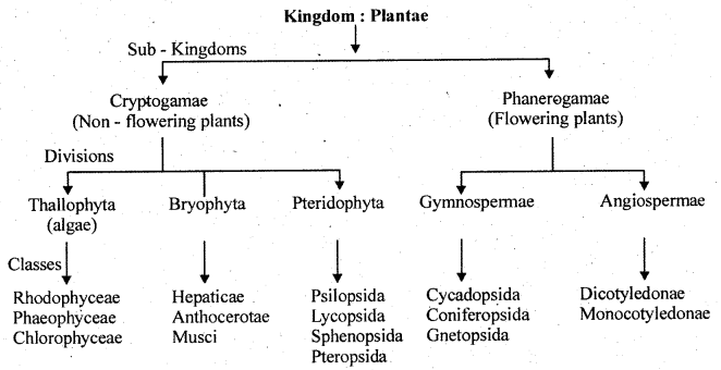 1st PUC Biology Question Bank Chapter 3 Plant Kingdom 1