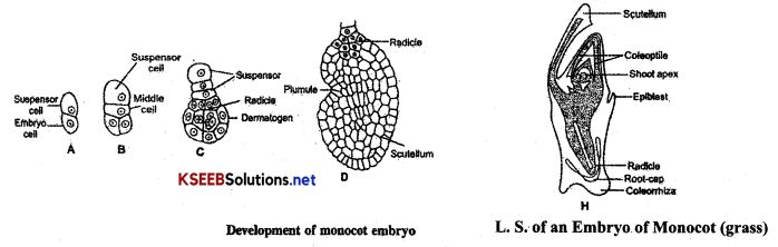 2nd PUC Biology Important Questions Chapter 2 Sexual Reproduction in Flowering Plants 13