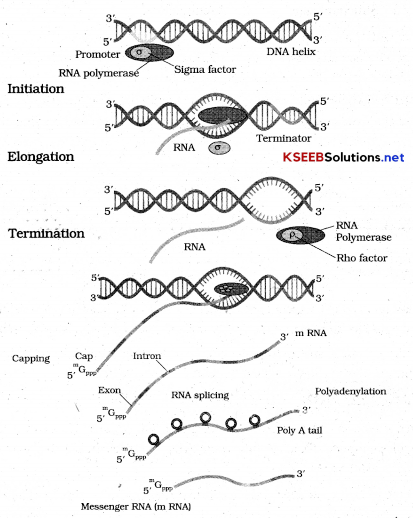 2nd PUC Biology Important Questions Chapter 6 Molecular Basis of Inheritance 7
