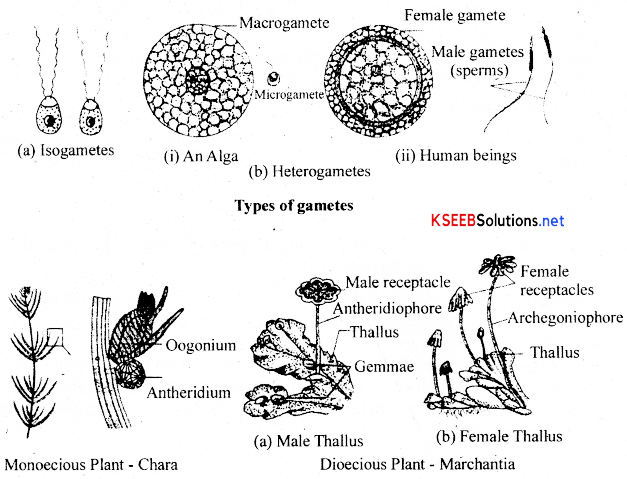 2nd PUC Biology Notes Chapter 1 Reproduction in Organisms 6