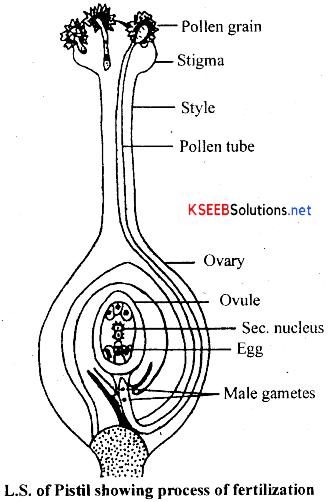 2nd PUC Biology Notes Chapter 2 Sexual Reproduction in Flowering Plants 7