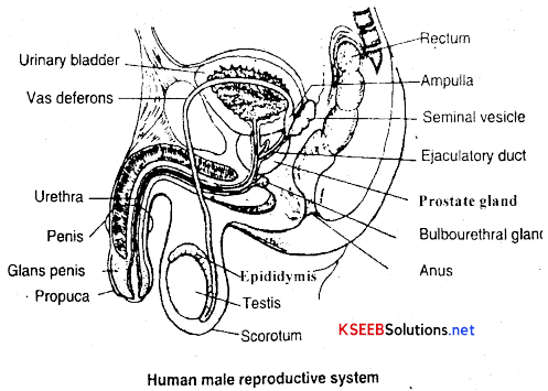 2nd PUC Biology Notes Chapter 3 Human Reproduction 1