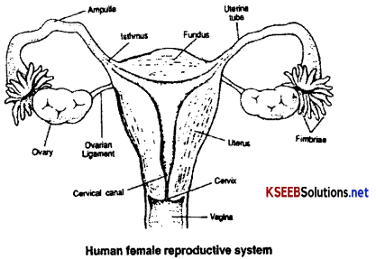 2nd PUC Biology Notes Chapter 3 Human Reproduction 3