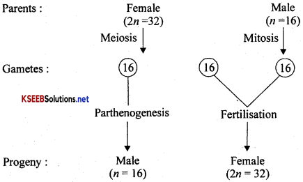 2nd PUC Biology Notes Chapter 5 Principles of Inheritance and Variation 10