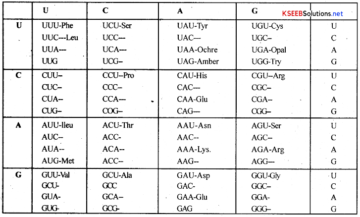 2nd PUC Biology Notes Chapter 6 Molecular Basis of Inheritance 11
