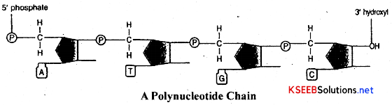 2nd PUC Biology Notes Chapter 6 Molecular Basis of Inheritance 2